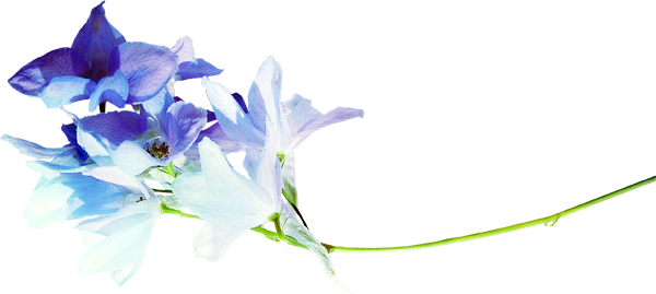 Tubes Varies Png - Cluster-lilies (600x269)