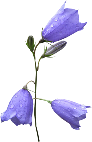 [ Img] - Harebell (336x500)