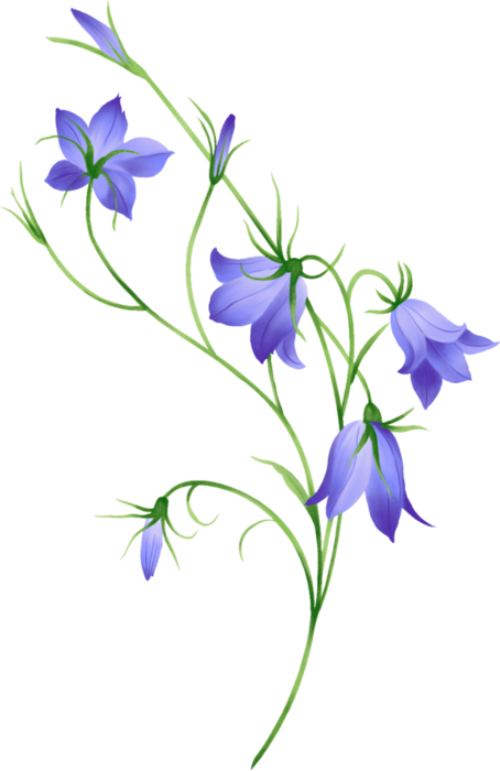 Изображение Для Плейкаста - Колокольчики Цветы Пнг (454x700)