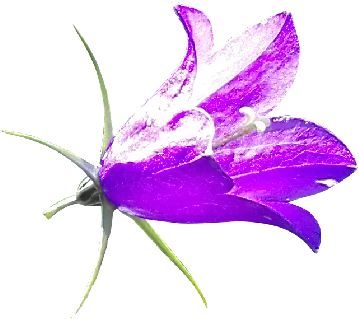 Purple Bellflower Png - Harebell (560x560)