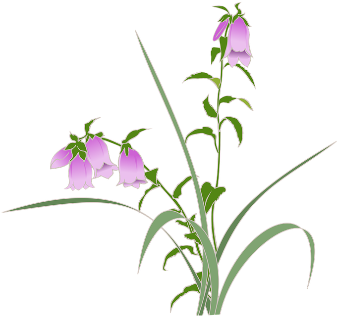 Bellflower Png 7, Buy Clip Art - ホタルブクロ 背景 フリー イラスト (720x720)