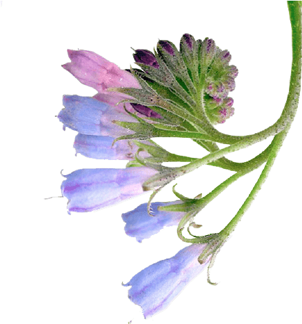 Is One Of The Active Ingredients Of Plant Origin, Which - Silky Smooth Foot Exfoliator Masks Peel Feet Give You (465x493)
