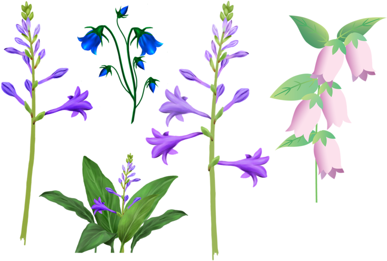 Lily Of The Valley Clip Art - Drawing (800x557)