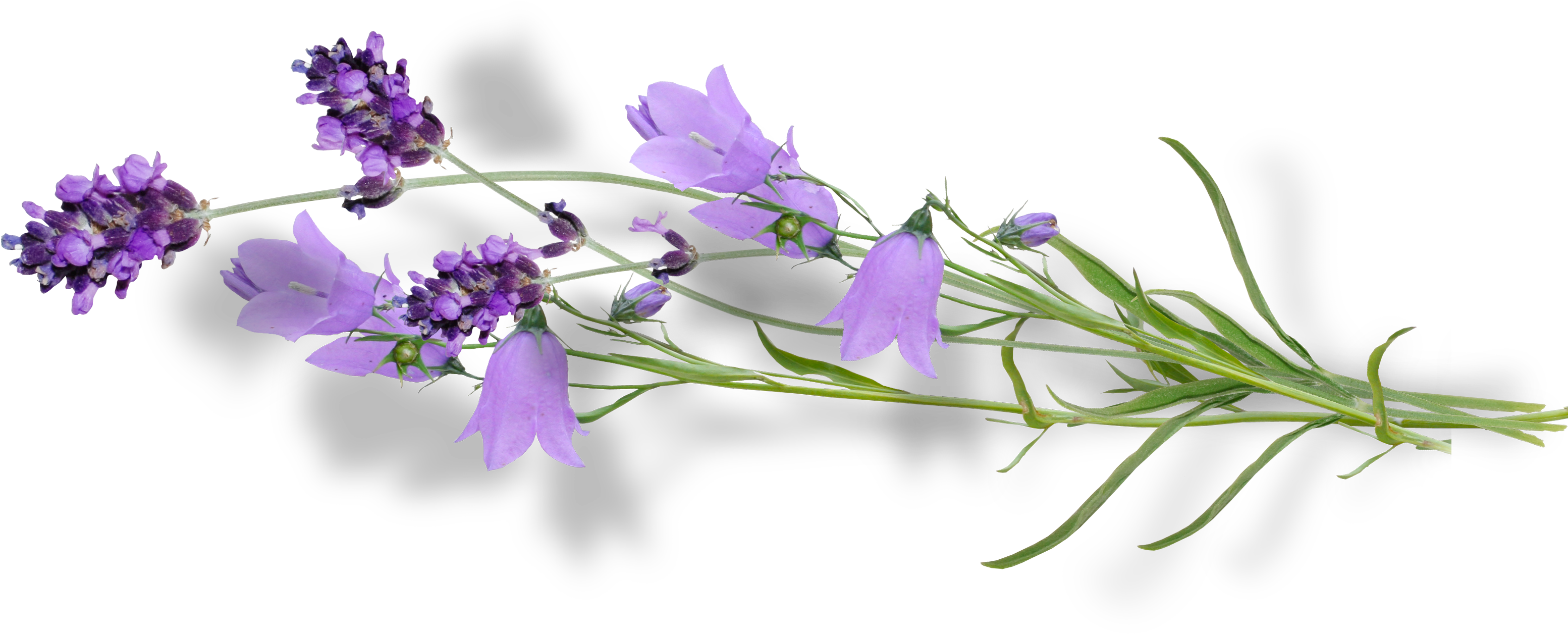 Foores Encontradas En La Web - Фиолетовые Цветы Пнг (3270x1329)
