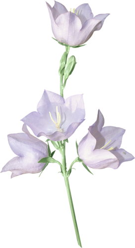 Shabby Chic Avenue - Balloon Flower (272x500)