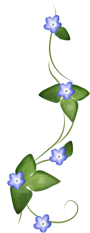 Feuilles Png, Pour Vos Créas, Suite » - Dayflower (800x800)