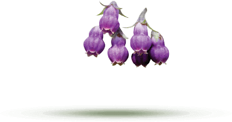 Allantoin - Red Onion (621x283)