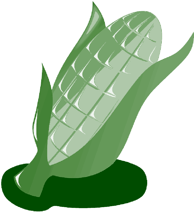 Corn, Crop, Harvest, Vegetables, Maize, Food, Kwanzaa - Maize (800x875)