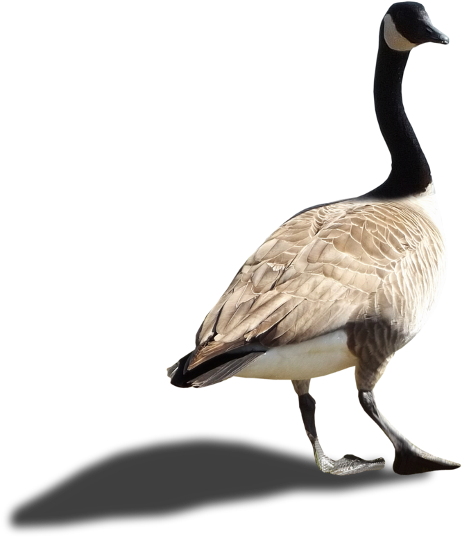 Animals - Canadian Goose No Background (800x867)