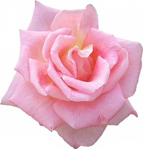 Rose Bunch Pink Free Vector Graphic On Pixabay,flower - Цветочные Уголки На Прозрачном Фоне (500x519)