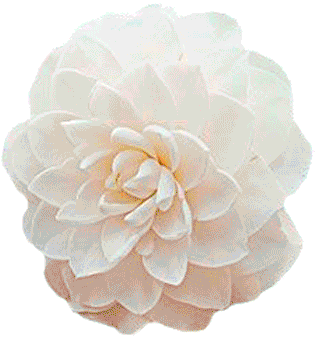 Logofullbloom - Flower Blooming Gif Png (360x360)