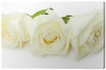 White Roses Isolated On The White Background Canvas - Rose (400x400)
