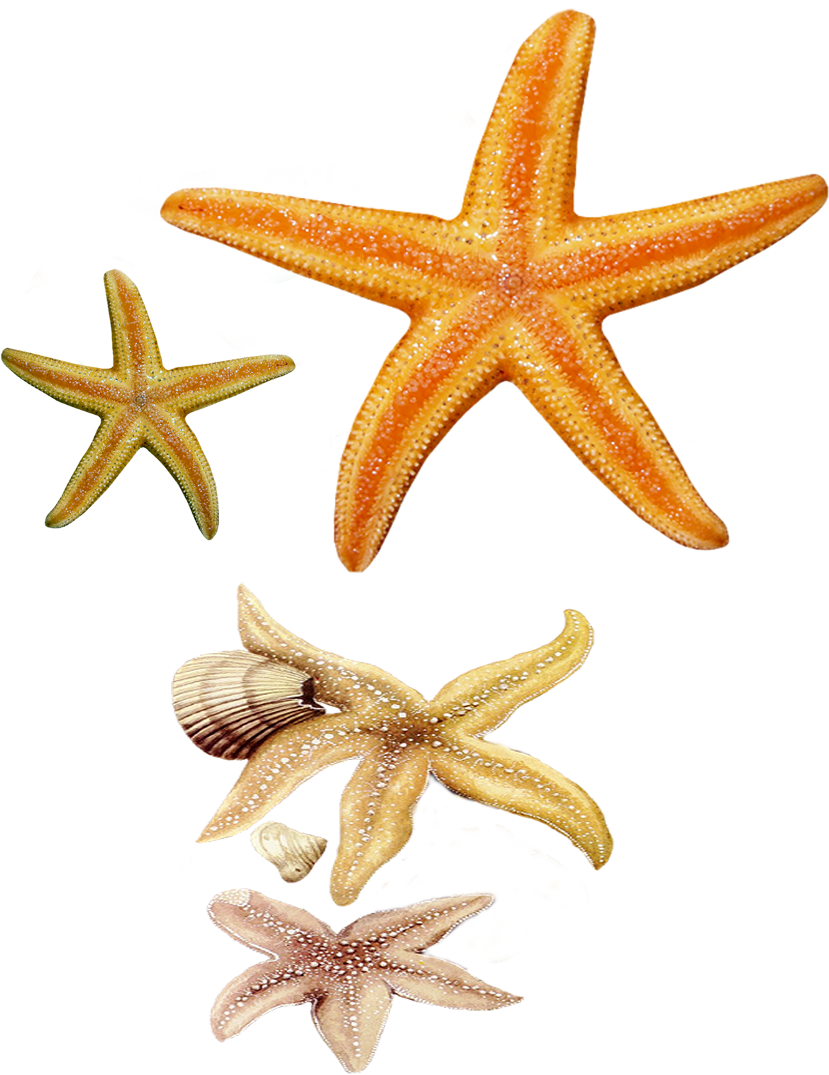 Star Fish Png By Pngimagesfree - Clip Art (1275x1604)