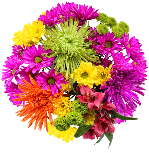 Fresh Flowers In Publix Pura Vida - Common Zinnia (516x530)