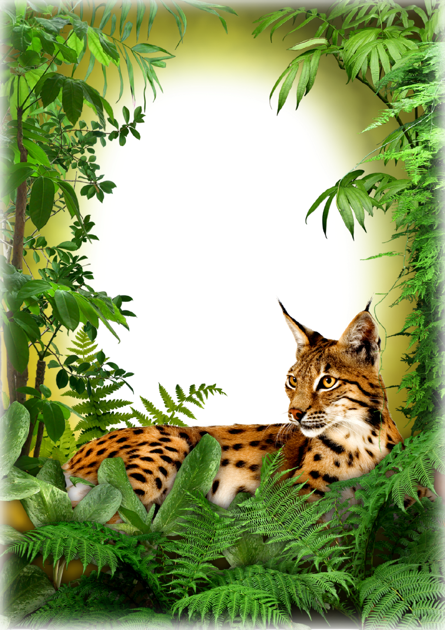 Jungle Book Frame Png (905x1280)