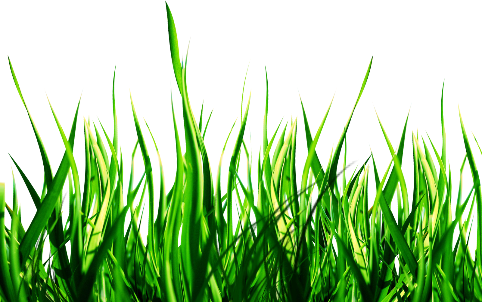 Lawn Picsart Photo Studio Garden Sticker Yard - Nature Png (1600x1200)