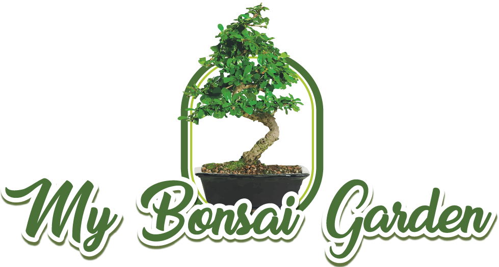 My Bonsai Garden - Brussel's Bonsai Brussel's Ct0116ft Fukien Tea Bonsai (979x525)