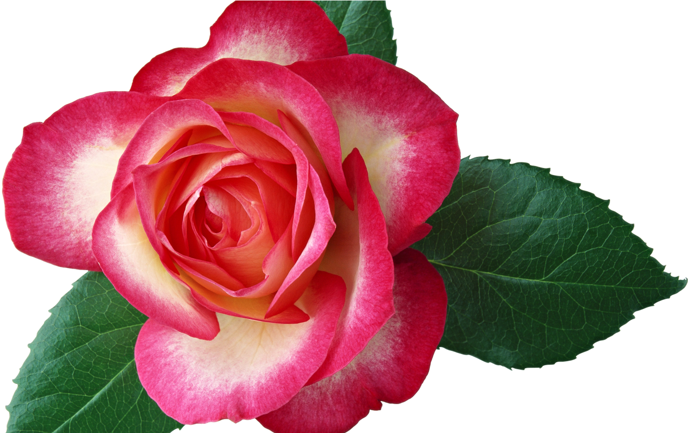 Roses Clip Art Borders Clipart Library Free Clipart - Birthday Cake For Jijaji (1368x855)