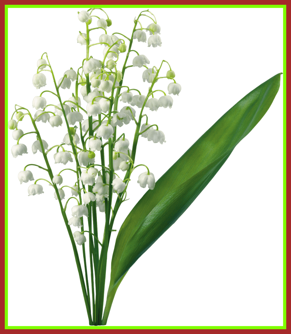 Freesia Flower Freesia Flower Png Inspiring Transparent - Lily Of The Valley Art Free (930x1065)