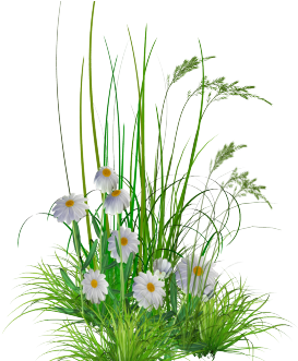 Png Garden Flowers By Kmygest D5f8goipng - Flowers Garden Png (440x330)