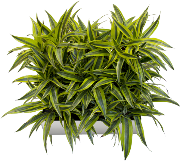 This Beautifully Modern Planter Tray Comes In Multiple - Green Wall (600x600)