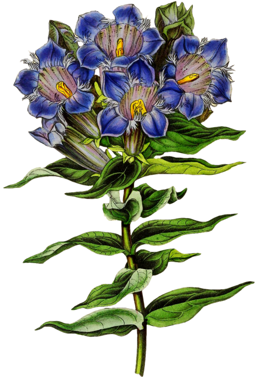 English Botany Biodiversity Heritage Library Botanical - Botany (530x800)