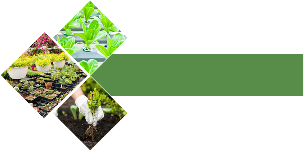 Garden There's A Fantastic Choice Of Plants In Our - Plant Nursery (980x488)