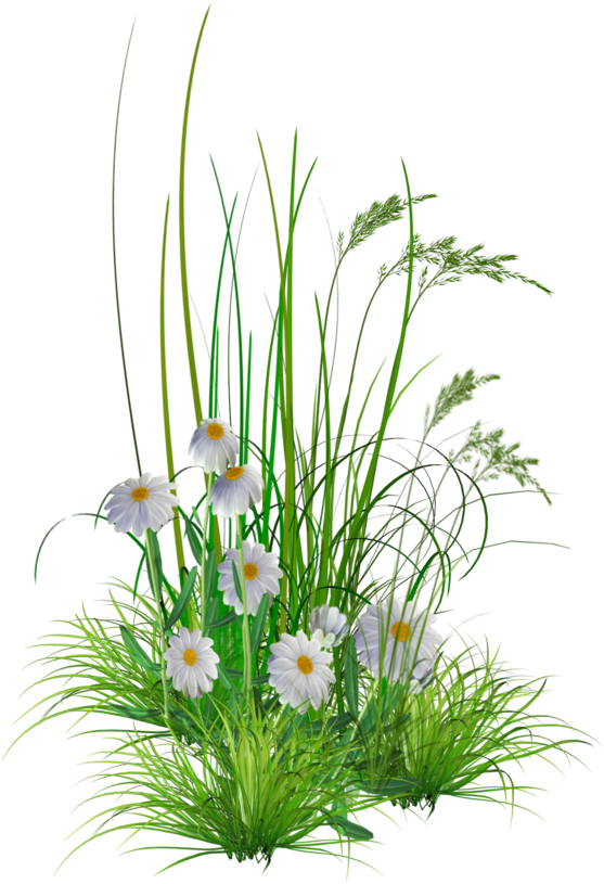 Flowers Garden Png (900x913)