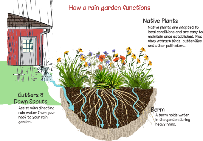 What Is A Rain Garden - Rain Garden Png (700x514)