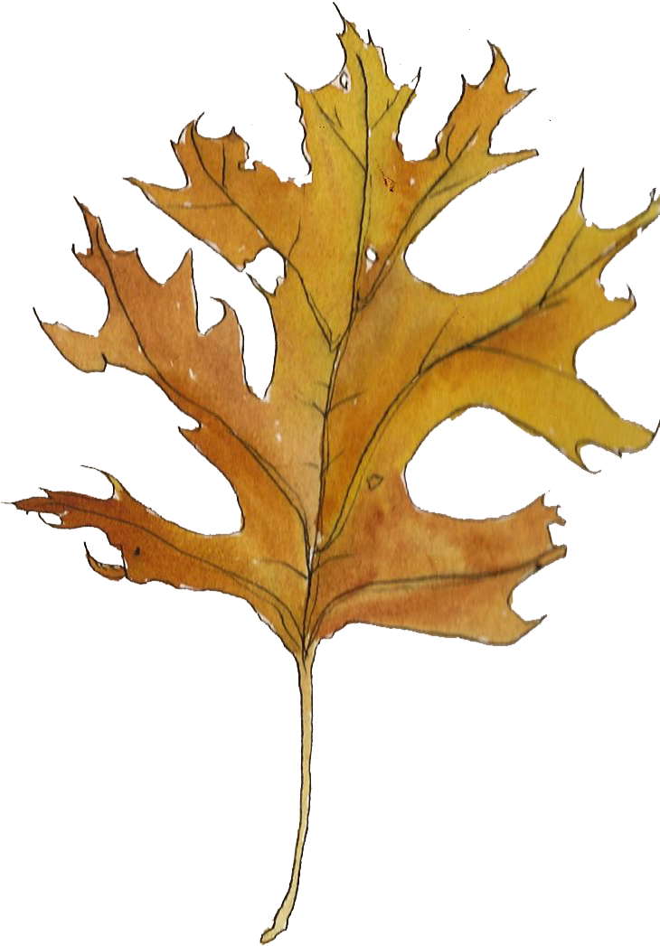 Welcome To The Library - Gambel Oak (806x1089)