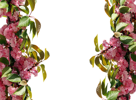 Roses, Frame, Pink Rose, Picture Frame - Gül Çerçevesi (458x340)
