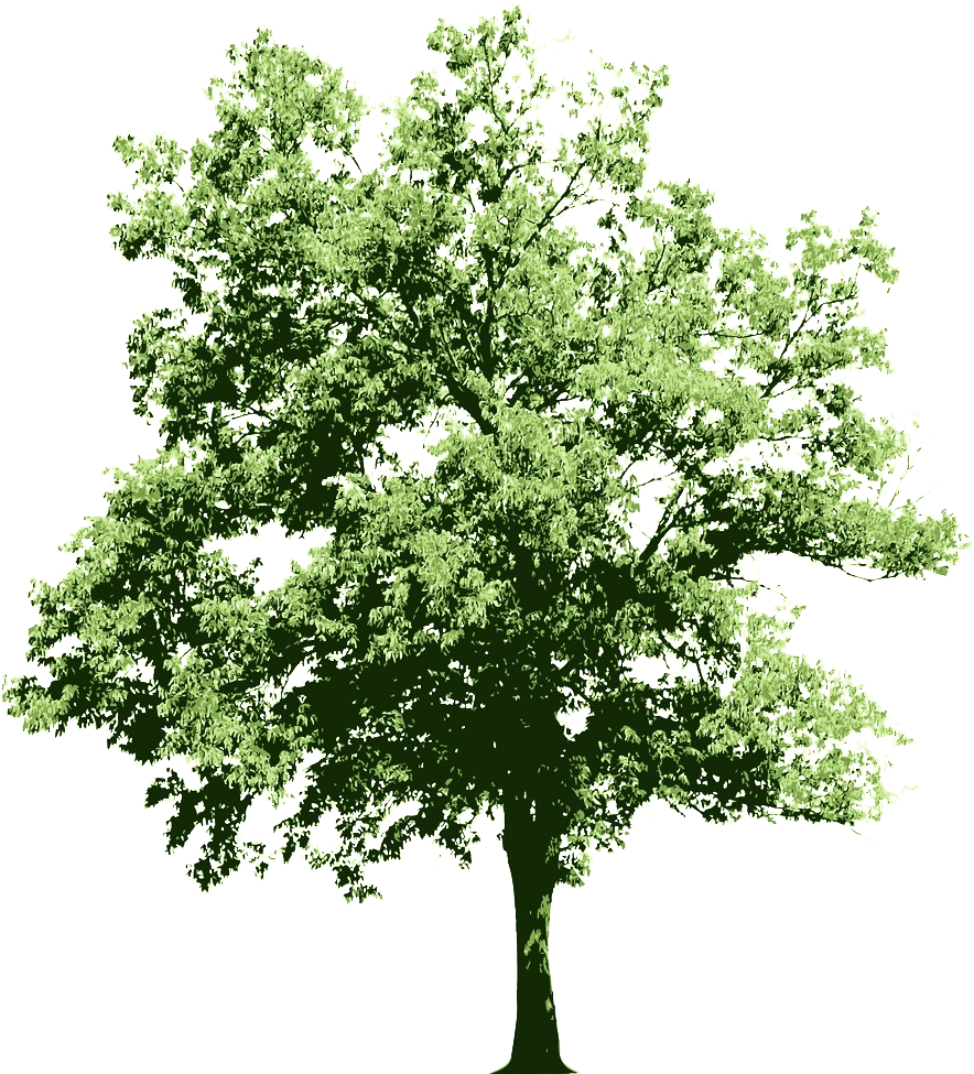 Ongoing Contributions To The Oracle Technology Community - White Flowering Shrub Png (924x1092)