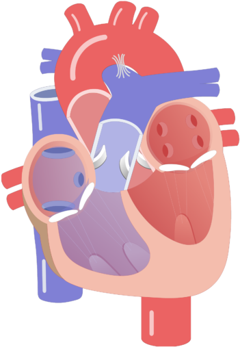 Heart Valve Movement Rh Getbodysmart Com Heart Chambers - Cardiac Conduction System Unlabeled (666x550)