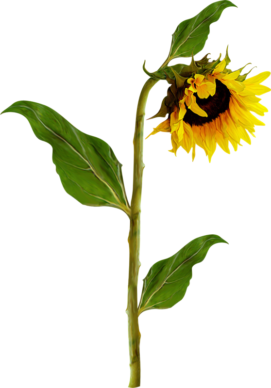 Common Sunflower Photography Clip Art - Girasoles Png (558x800)