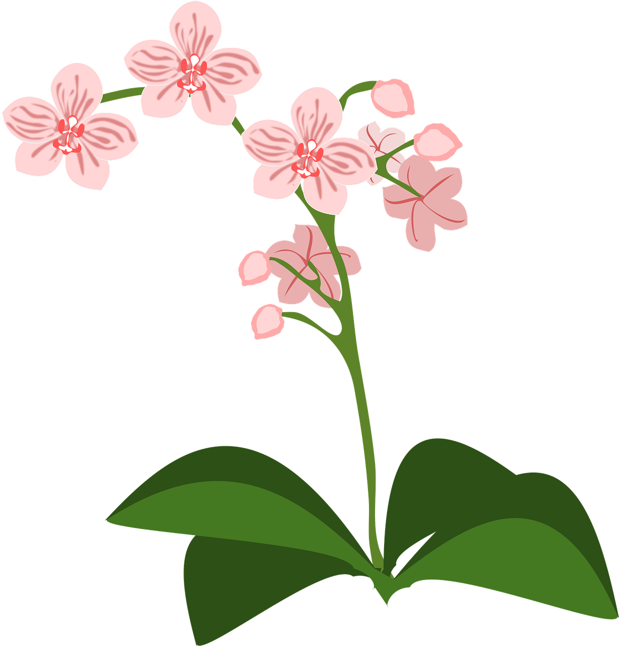 Clip Art Flor Flora Flower Png Image - Orchidee Clipart (1234x1280)