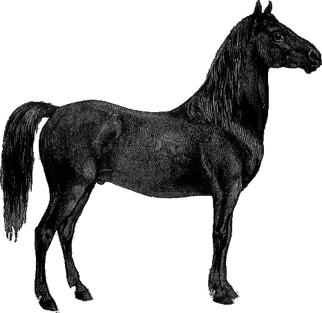 Isn't He Beautiful Skillfully Drawn, You Can Just Feel - Stallion (466x452)