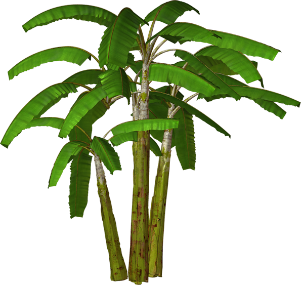 Jungle Trees High Resolution Clipart - Banana Tree Transparent Background (595x563)