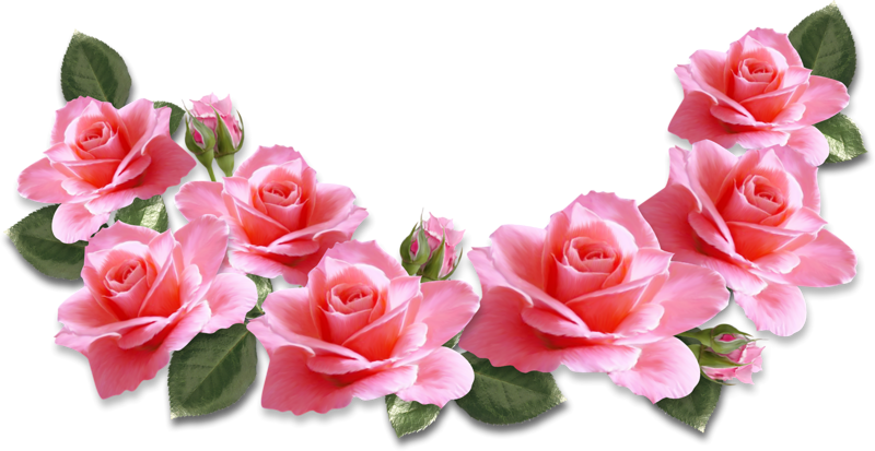 Placas, Criatividade, Molde, Sozinho, Galeria De Clipart, - Valentines Day Pink Roses (800x413)
