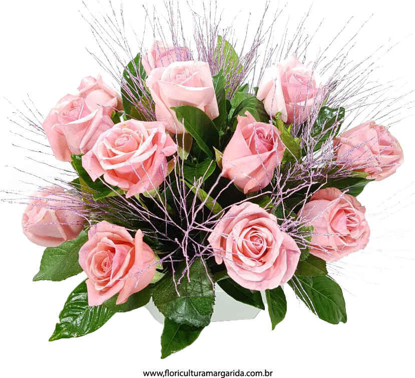 Cora 231 227 O Cor De Rosa - Garden Roses (828x781)