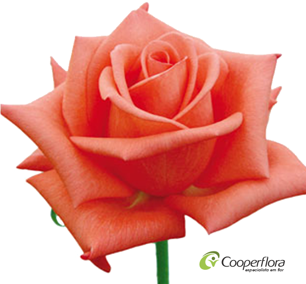 Rosa Greta - Garden Roses (600x600)