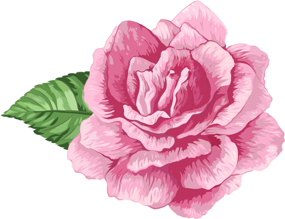 Cabbage Rose Garden Roses Clip Art - Rose (935x719)