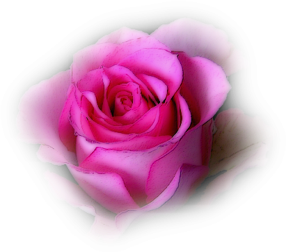 Beijos - Garden Roses (437x384)