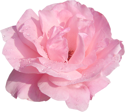 Flores Cor De Rosa, Rosas Cor De Rosa, Touca De Banho, - Real Flower Png (502x447)