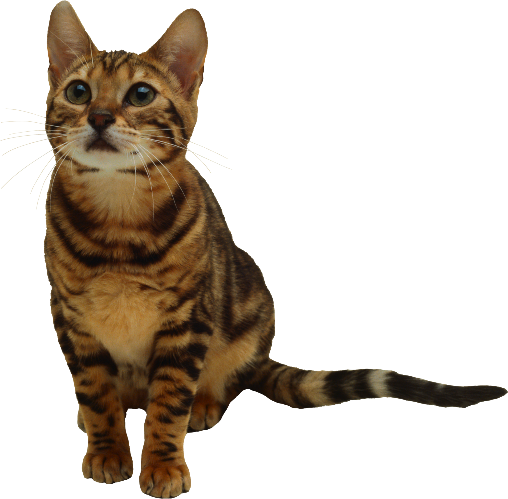 Gray Tabby Cat Grey Free Image On Pixabay - Transparent Background Cat Png (2157x2116)