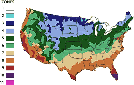 The Victory Garden - Mango Tree Growing Zone (472x327)
