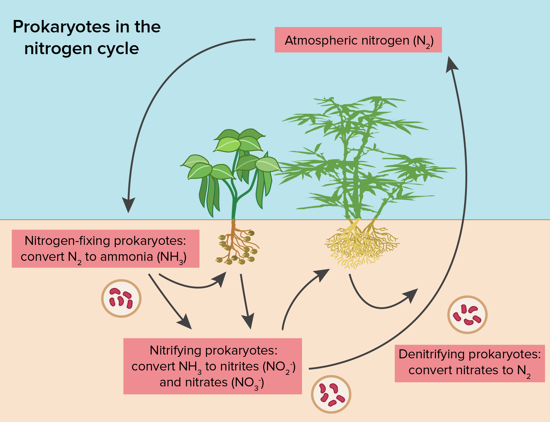 Image Result For Pbs Kids Simple English Wikipedia - Flower Nitrogen Cycle (1900x1458)