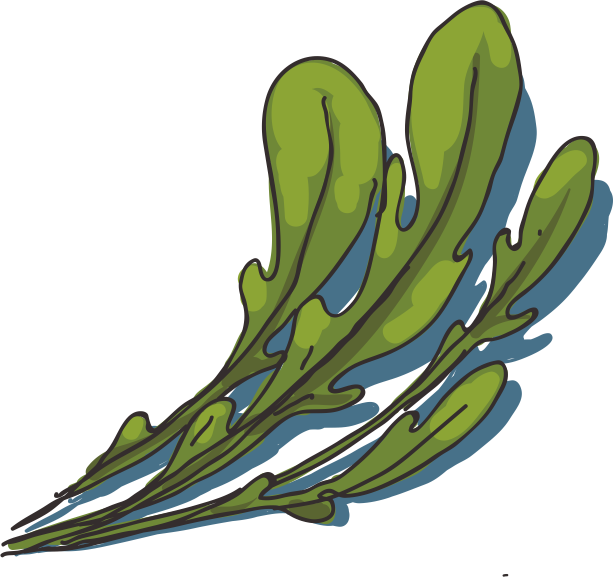 Arugula Royalty-free Clip Art - Vector Graphics (614x577)