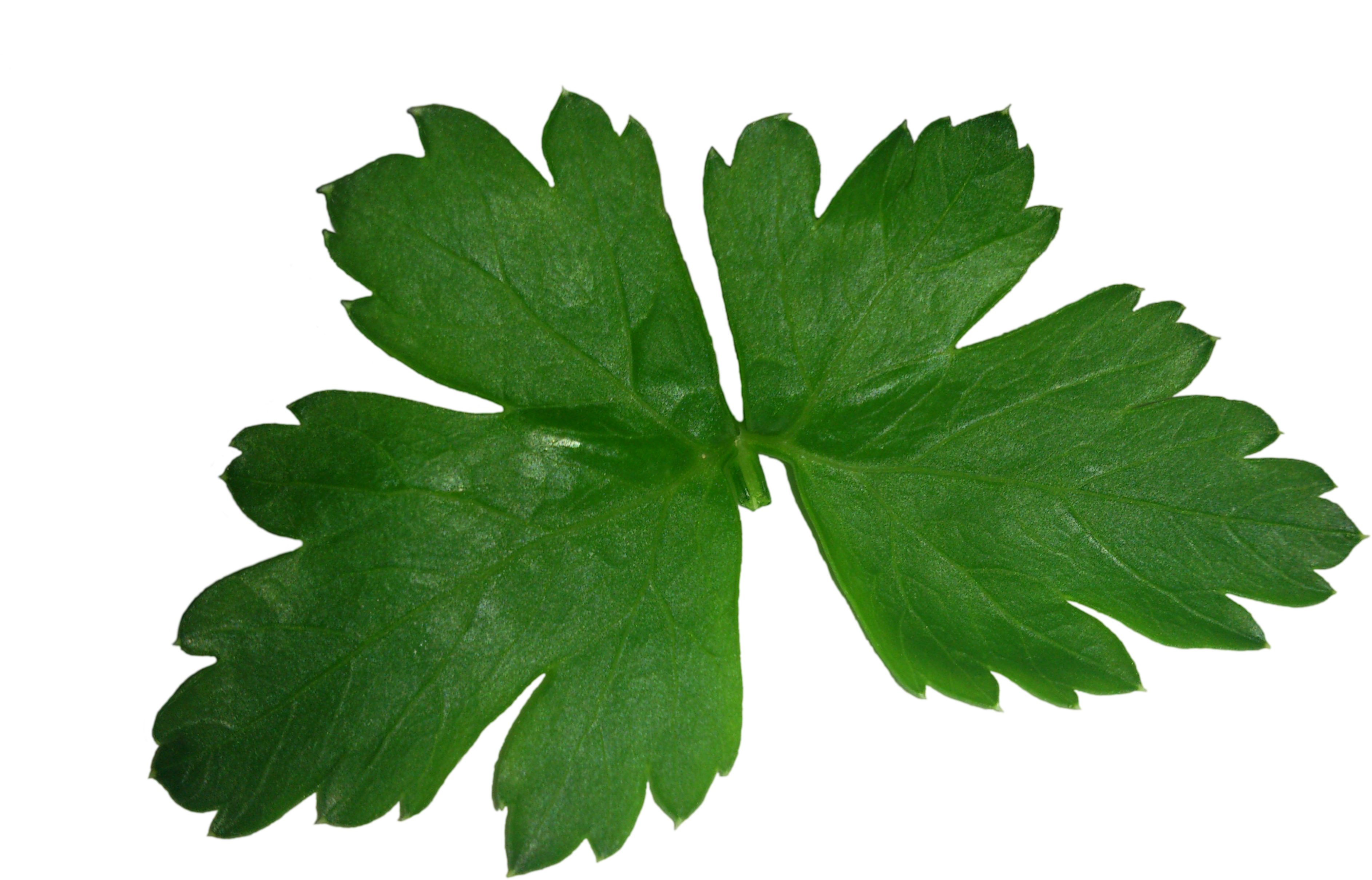Parsley Leaf High Texture Green - Que Sirve Para Los Riñones Inflamados (4000x3000)