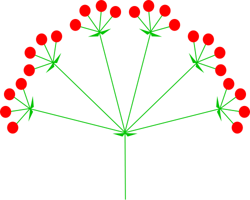 Compound Umbel Diagram From Wikipedia - Umbel Inflorescence (500x400)