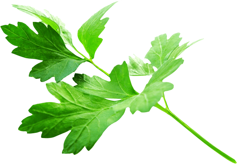 Free Png Parsley Leaves Png Images Transparent - Parsley Png (850x619)